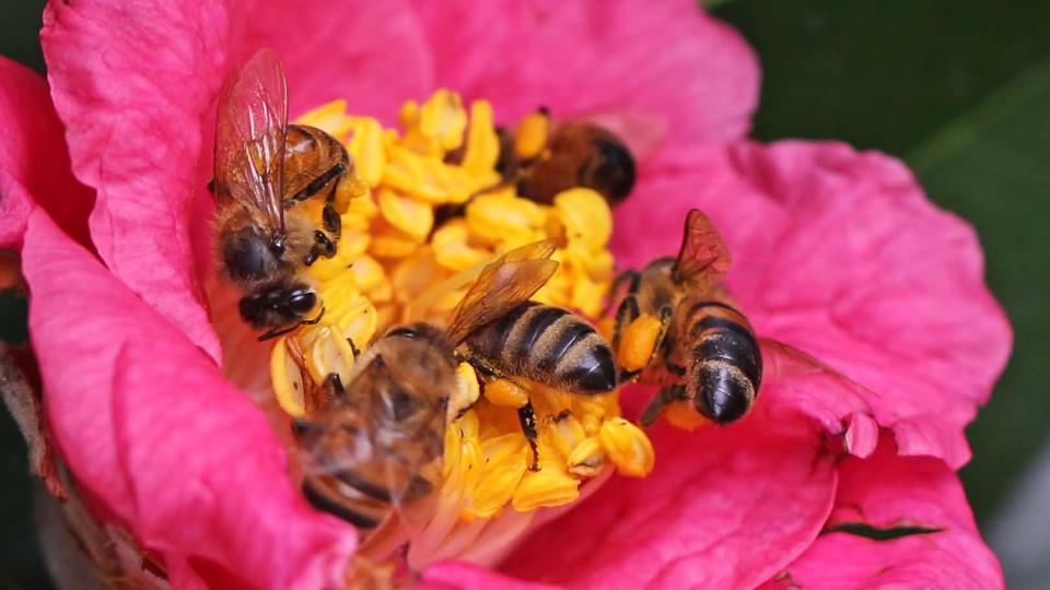 Honey bees on a rose. Photo by Vicky DeLoach via Flickr CC-BY-2.0.