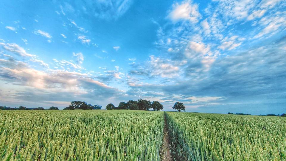 Wheat fields. Photo by Cattan2011 via Flickr CC-BY-2.0.