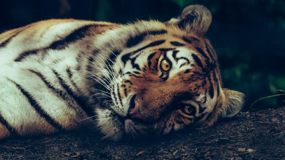 Photo via Unsplash. CC BY 2.0 Photo via Unsplash. CC BY 2.0