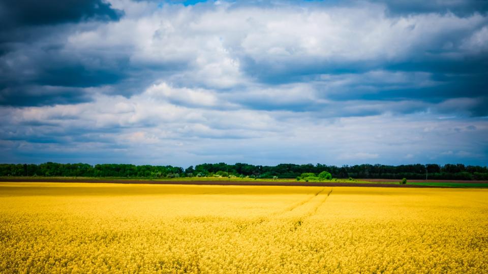 Ukraine oil seeds. Photo via Unsplash.