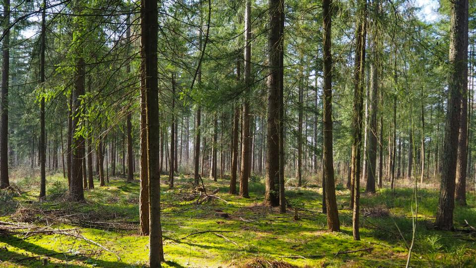 Forestry investments. Photo via Unsplash. 