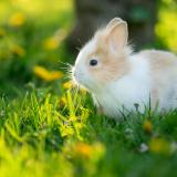 Baby rabbit on grass